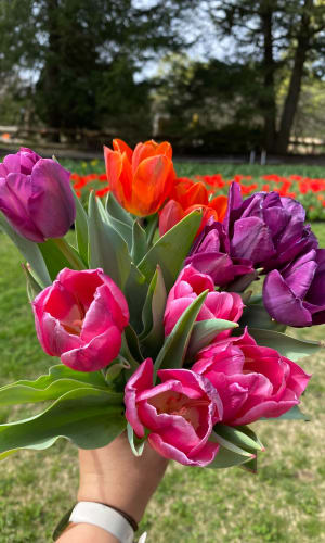 Thumbnail for Stems & Sips @ Tulip Mania