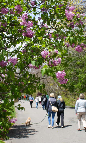 Thumbnail for Lilac Sunday at the Arnold Arboretum