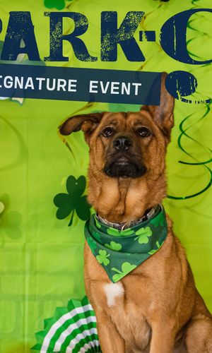 Thumbnail for Saint Patrick's Day Party at Park-9