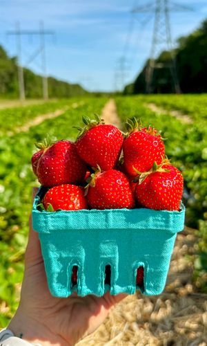 Thumbnail for Pick-Your-Own Strawberries at Ward's Berry Farm!