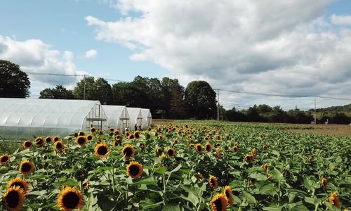 Thumbnail for Elliot Farm Sunflower Bloom