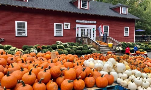 Thumbnail for Pumpkin Picking at Boston Hill Farm