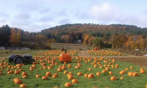 Thumbnail for Pumpkin Picking at Hanson's Farm