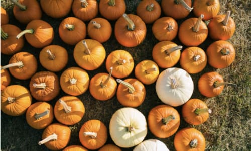 Thumbnail for Pumpkin Picking at Westward Orchards