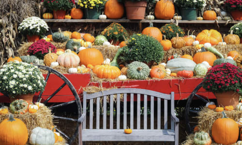 Thumbnail for Pumpkin Picking at Cider Hill Farm