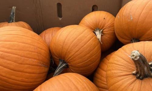 Thumbnail for Pumpkin Picking at Brooksby Farm