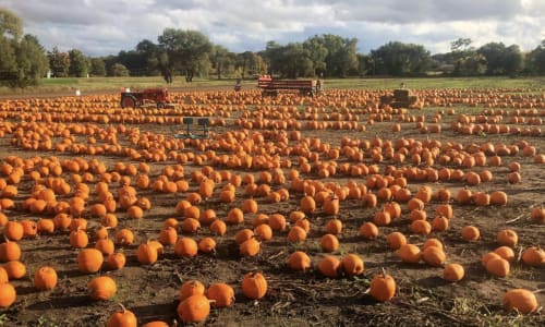 Thumbnail for Pumpkin Picking at Verrill Farm