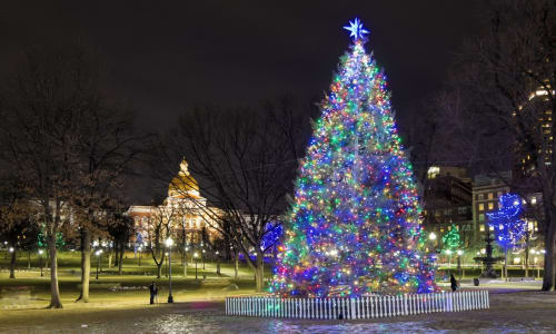 Thumbnail for Boston Common Holiday Tree 2023