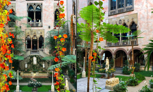 Thumbnail for Hanging Nasturtiums at the Isabella Stewart Gardner