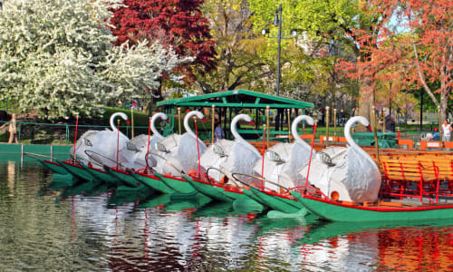 Thumbnail for Boston Public Garden Swan Boats