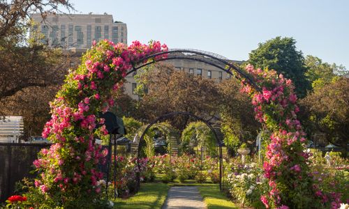 Thumbnail for Tuesdays with Roses at the Kelleher Rose Garden