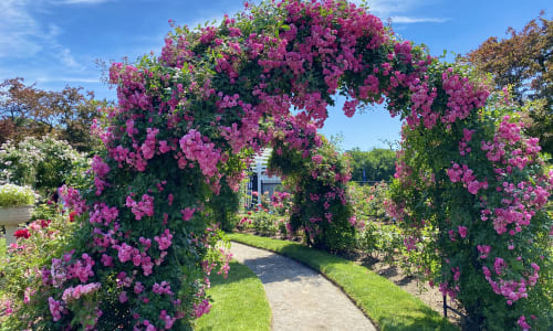Thumbnail for Kelleher Rose Garden 2025 Bloom