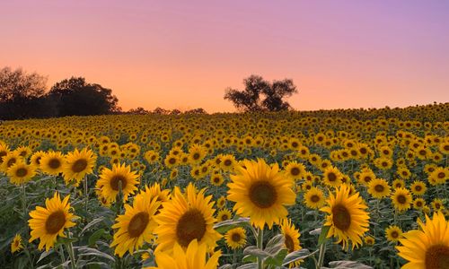 Thumbnail for Colby Farm Sunflower Field 2026 Bloom