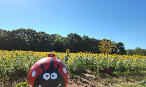 Thumbnail for Simcock Farm Sunflower Maze 