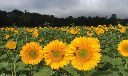 Thumbnail for School Street Sunflowers Bloom 