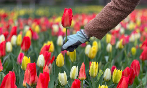 Thumbnail for Tulip Mania