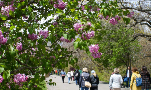 Thumbnail for Lilac Sunday at the Arnold Arboretum