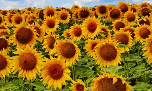 Thumbnail for The Best Sunflower Fields Near Boston