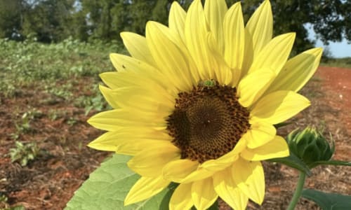 Thumbnail for Liberty Mills Farm Sunflower Festival