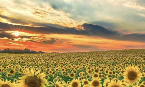 Thumbnail for The Best Sunflower Fields Near Washington DC