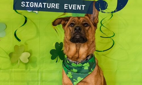 Thumbnail for Saint Patrick's Day Party at Park-9