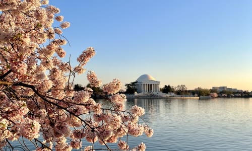 Thumbnail for 20 Places to See Spring Blooms in and around Washington D.C.