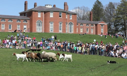 Thumbnail for Sheepshearing Festival