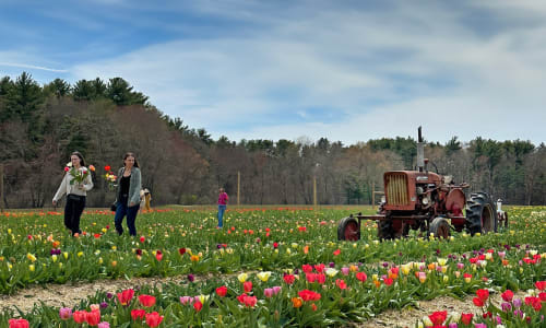 Thumbnail for 9 Spring Festivals Outside of Boston Accessible via the MBTA Commuter Rail