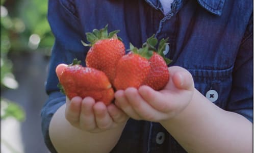 Thumbnail for Strawberry Picking - Wegmeyer Farms