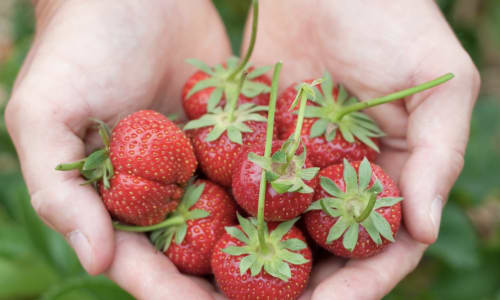 Thumbnail for Strawberry Picking - Swann Farms