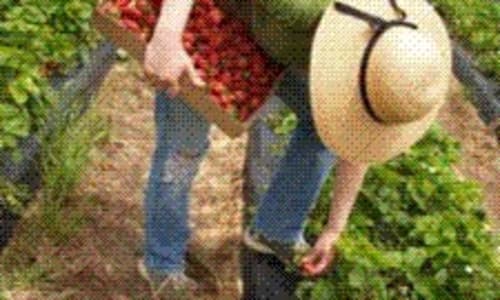 Thumbnail for Strawberry Picking - Yankey Farms