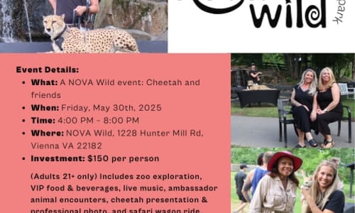 Thumbnail for A NOVA Wild event: Cheetah and friends