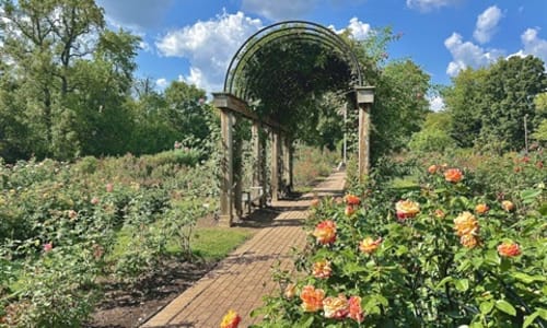 Thumbnail for Free Rose Garden in Arlington, VA - Bon Air Park