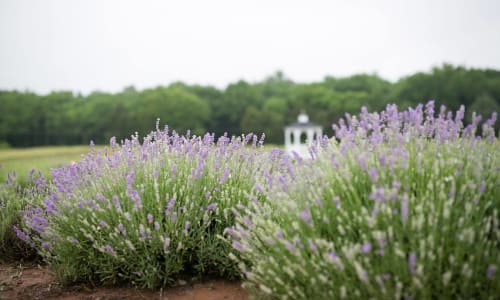 Thumbnail for Seven Oaks Lavender Farms