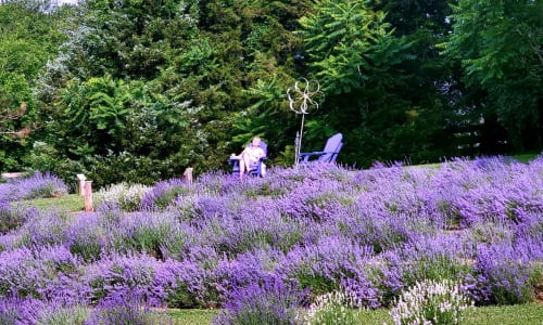 Thumbnail for Blooming Hill Lavender Farm