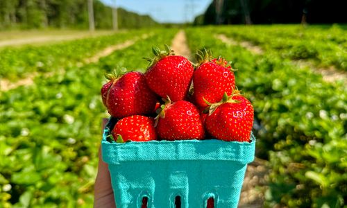 Thumbnail for Pick-Your-Own Strawberries at Ward's Berry Farm!