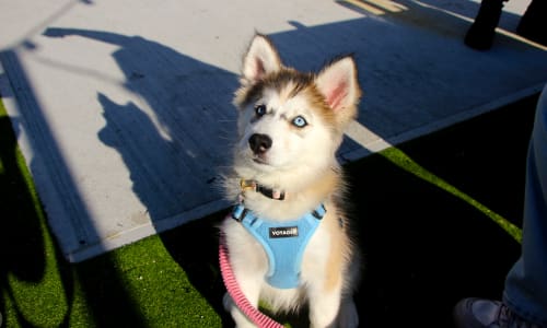 Thumbnail for Yappy Hour by Lucky One Lemonade at The GABH