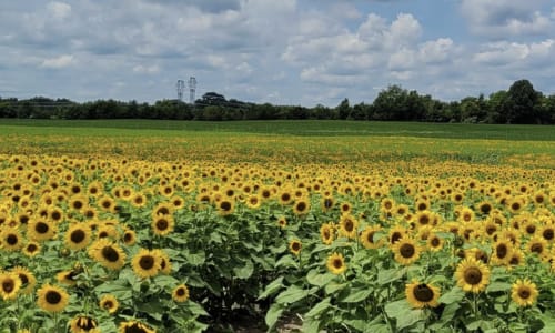 Thumbnail for Summer of Sunflowers at Burnside Farms