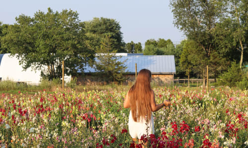 Thumbnail for Pick Your Own Flowers at Ward's Berry Farm