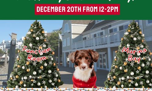 Thumbnail for Adopt a Dog This Holiday Season in Quincy!