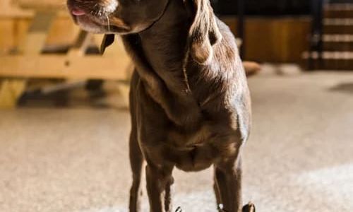 Thumbnail for Country Fest