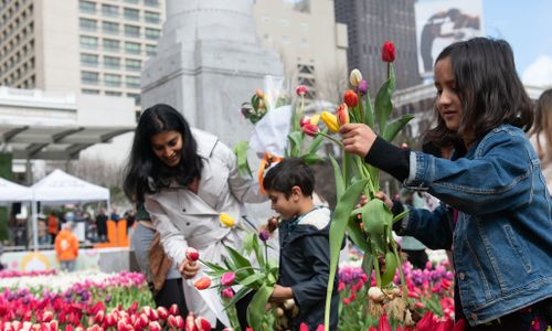 Thumbnail for Tulip Day Washington, DC