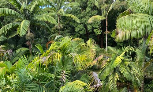 Thumbnail for W.S. Merwin: A Talk and Poetry Reading