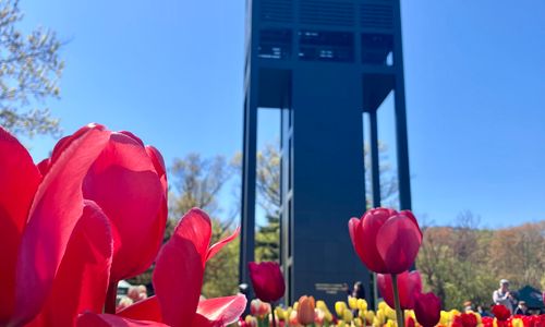 Thumbnail for Tulip Festival