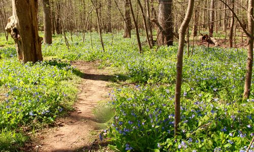 Thumbnail for Virginia Bluebells at BULL RUN REGIONAL PARK