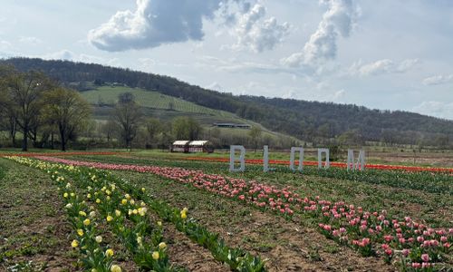 Thumbnail for Tulip Days at Great Country Farms