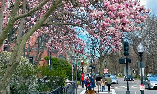 Thumbnail for 84 things to do in Boston this weekend