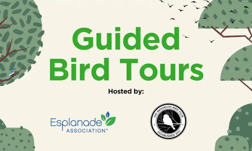 Thumbnail for Guided Bird Tour on the Esplanade