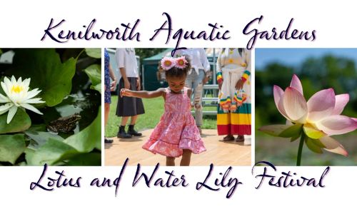 Thumbnail for FREE Lotus and Water Lily Festival in DC