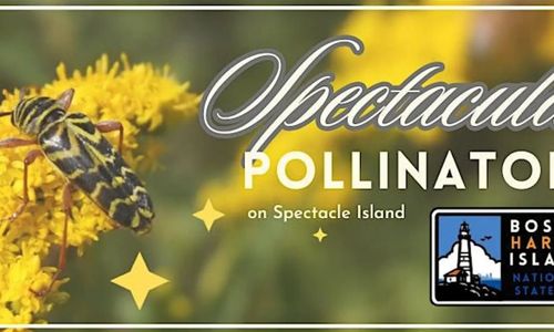 Thumbnail for Spectacular Pollinators on Spectacle Island